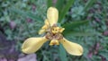 Macro three yellow flower