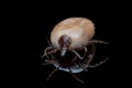 Macro tick on black background