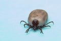 Macro tick on blue background