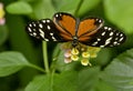 Tiger Longwing butterfly feeding on flower Royalty Free Stock Photo