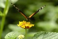 Tiger Longwing butterfly feeding on flower Royalty Free Stock Photo