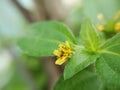 Macro, tiny blossom yellow flowers of weed