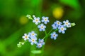 Macro of tiny blue flowers forget-me-not and colorful grass background in nature. Close up. Royalty Free Stock Photo