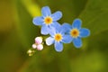 Macro of tiny blue flowers forget-me-not and colorful grass background in nature. Close up Royalty Free Stock Photo