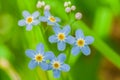 Macro of tiny blue flowers forget-me-not and colorful grass background in nature. Close up. Royalty Free Stock Photo