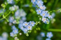 Macro of tiny blue flowers forget-me-not and colorful grass background in nature. Close up. Royalty Free Stock Photo