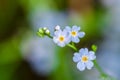 Macro of tiny blue flowers forget-me-not and colorful grass background in nature. Close up. Royalty Free Stock Photo