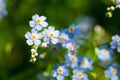 Macro of tiny blue flowers forget-me-not and colorful grass background in nature. Close up. Royalty Free Stock Photo