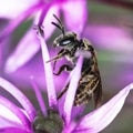 Macro of a tiny dark metallic sweat bee pollinating a purple allium flower Royalty Free Stock Photo