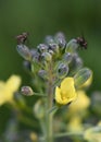 Macro of tiny flies on broccoli buds Royalty Free Stock Photo