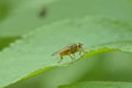 Tiny golden dung fly sitting on a leaf