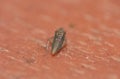 Macro of a tiny green insect found on a fence, photo taken in the UK