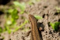 Macro of tiny lizard in the forest temperate zone Royalty Free Stock Photo