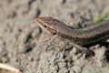 Macro of tiny lizard in the forest temperate zone Royalty Free Stock Photo