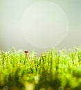 Macro of tiny mushroom