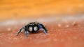 Macro of a Tiny Spider Royalty Free Stock Photo