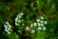 Macro of tiny white cow parsley flowers, selective focus with bokeh background. also known as wild chervil Royalty Free Stock Photo