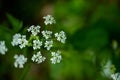 Macro of tiny white cow parsley flowers, selective focus with bokeh background. also known as wild chervil Royalty Free Stock Photo