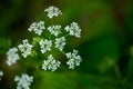 Macro of tiny white cow parsley flowers, selective focus with bokeh background. also known as wild chervil Royalty Free Stock Photo