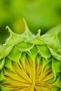 Macro of tiny yellow petals forming inside green flower bud of sunflower opening Royalty Free Stock Photo