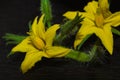 Macro of tomato flower with details. Yellow tomato flower.