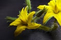 Macro of tomato flower with details. Yellow tomato flower.