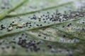 Macro of tomato leaf with insect pest. Insect approach consuming a tomato leaf.