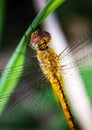 Macro top of the dragonfly with a yellow body pattern cut with black lines.