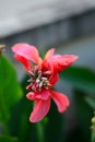 Macro of the top of Pink Heliconia Fllower