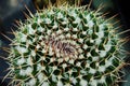 Macro of the top of a Silver Arrow Cactus plant Royalty Free Stock Photo