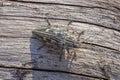 Chalcophora mariana on a dry pine trunk. Macro top view of a Buprestis mariana beetle sitting on a kitchen trunk of pine