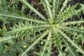 Macro Top-View of Common Thistle