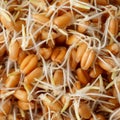 Macro of wheat germs Royalty Free Stock Photo