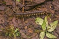 Tractor millipede on the forest floor