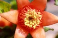 Macro of a pomigrantinum flower