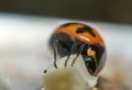 Macro of Transverse Ladybird on white flower.