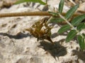 Macro - Tribulus Terrestris. Royalty Free Stock Photo