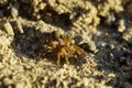 Macro of a Trochosa spider on sand