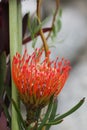 Macro of Tropical Hawaiian Pincushion Protea Royalty Free Stock Photo