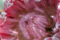 Macro of Tropical Hawaiian Queen Protea