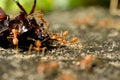 Macro of tropical red fire ants catching a prey. Royalty Free Stock Photo