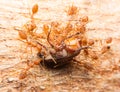 Macro of tropical red fire ants catching a prey