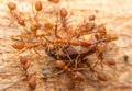 Macro of tropical red fire ants catching a prey