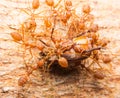 Macro of tropical red fire ants catching a prey