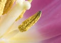 Macro tulip anther with pollen