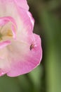 Macro tulip flower insect Royalty Free Stock Photo