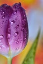 Macro tulips with dew drops