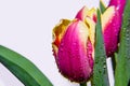 Macro tulips with dew