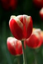 Macro tulips in the garden