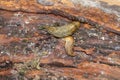 Macro of two adult light Caucasian mollusk slug forest Arion ate Royalty Free Stock Photo